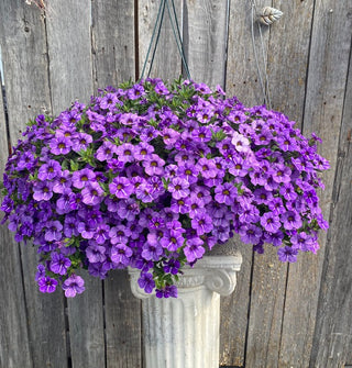 Stunning Skywalker Calibrachoa hanging basket.  Skywalker calibrachoa show beautiful shades of purple.