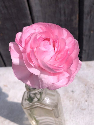 Single pink Ranunculus in clear vase
