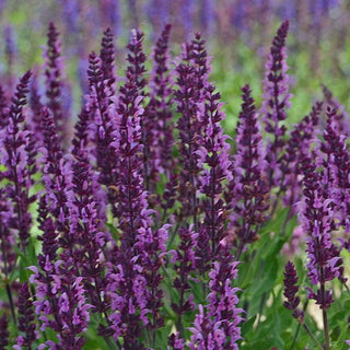 Salvia, Bumbleberry