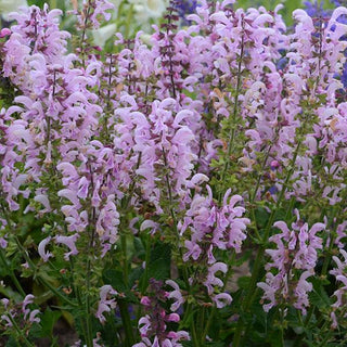 Salvia, Fashionista Ballerina Pink