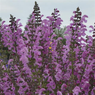 Salvia, Fashionista Moulin Rouge