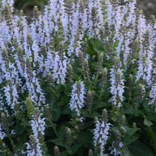 Salvia numorosa 'Bumblesky'