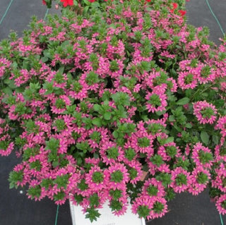 Scaevola, Surdiva Fashion Pink