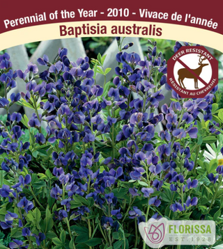 Baptisia australis (Blue False Indigo)