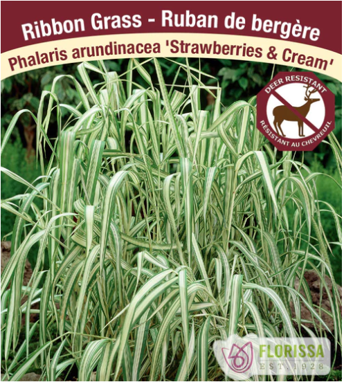 Phalaris arundinacea 'Strawberries & Cream' (Ribbon Grass) – Maple Park Farm