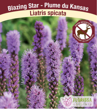 Liatris spicata (Blazing Star)