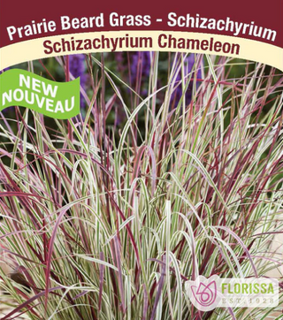 Schizachyrium scoparium 'Chameleon' (Prairie Beard Grass)