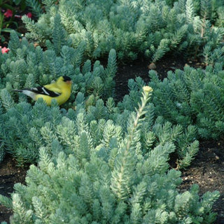 Sedum, Blue Spruce [Stonecrop]