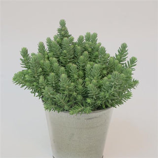 Sedum, Blue Surge *NEW*