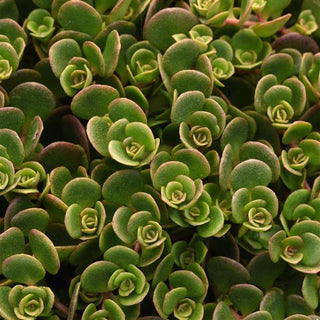 Sedum, Coral Reef