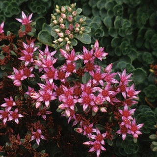 Sedum, John Creech