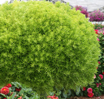 lemon coral succulent Sedum, Lemon Coral (Proven Winners) – Maple Park Farm