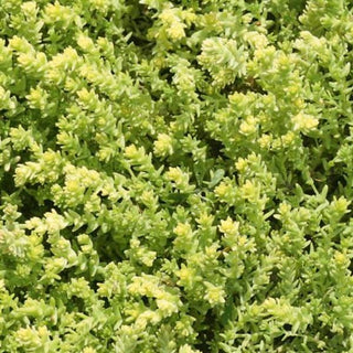 Sedum, Little Glow *NEW*