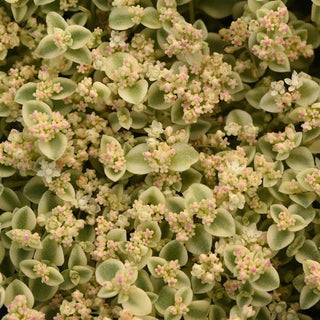 Sedum, Little Shimmer