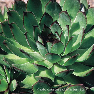 Sempervivum, Carmen