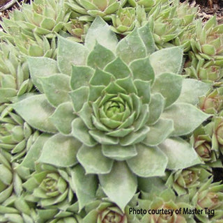 Sempervivum, Red Beauty