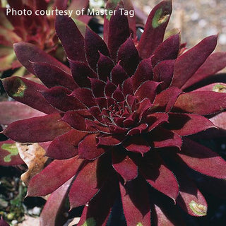 Sempervivum, Royal Ruby