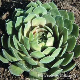 Sempervivum, Ruby Heart