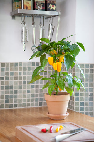 Peppers-Fresh Bites Yellow