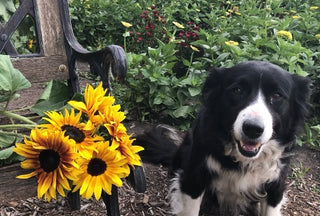 Our dog Sox next to cut sunflowers on the garden bench.