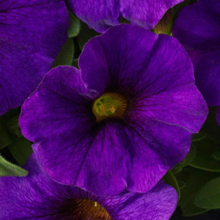Petchoa Supercal Blue grown at Maple Park Farm.  Perfect for Hanging Baskets and Mixed Containers