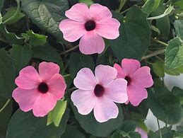 Thunbergia,  Susy Rose Sensation (Black eyed Susan)