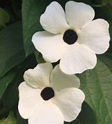 Thunbergia,  Susy White Halo (Black eyed Susan)