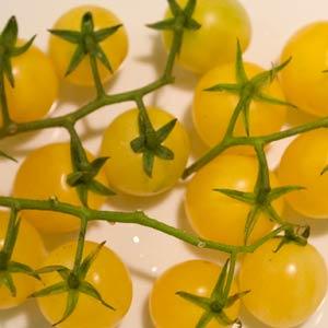 Tomato-Lemon Cherry