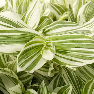 Tradescantia, Pistachio White