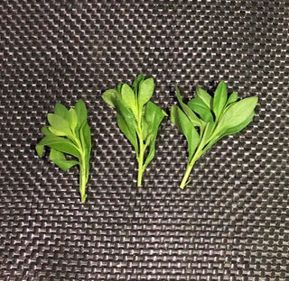 Unrooted calibrachoa cuttings waiting to be planted at Maple Park Farm