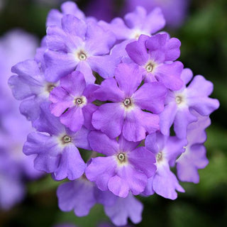 Verbena, Firehouse Lavender