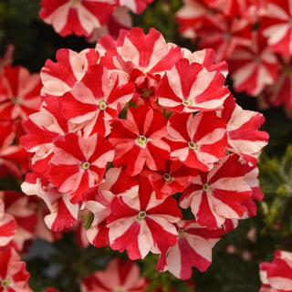 Verbena, Firehouse Peppermint