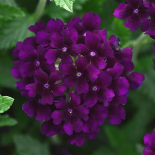 Verbena, Lascar Black Velvet