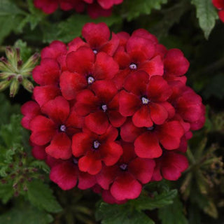 Verbena, Lascar Vampire