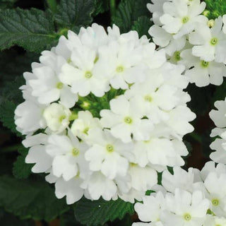 Verbena, Lascar White