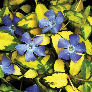 Vinca, Illumination