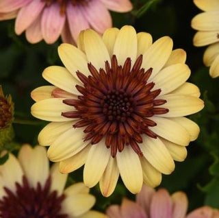 Osteospermum, 4D Harvest Moon