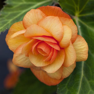 Begonia, Illumination Apricot Shades