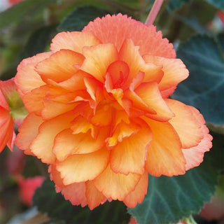 Begonia, Illumination Golden Picotee