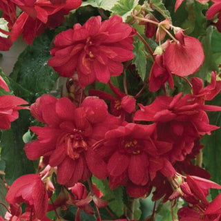 Begonia, Illumination Scarlet