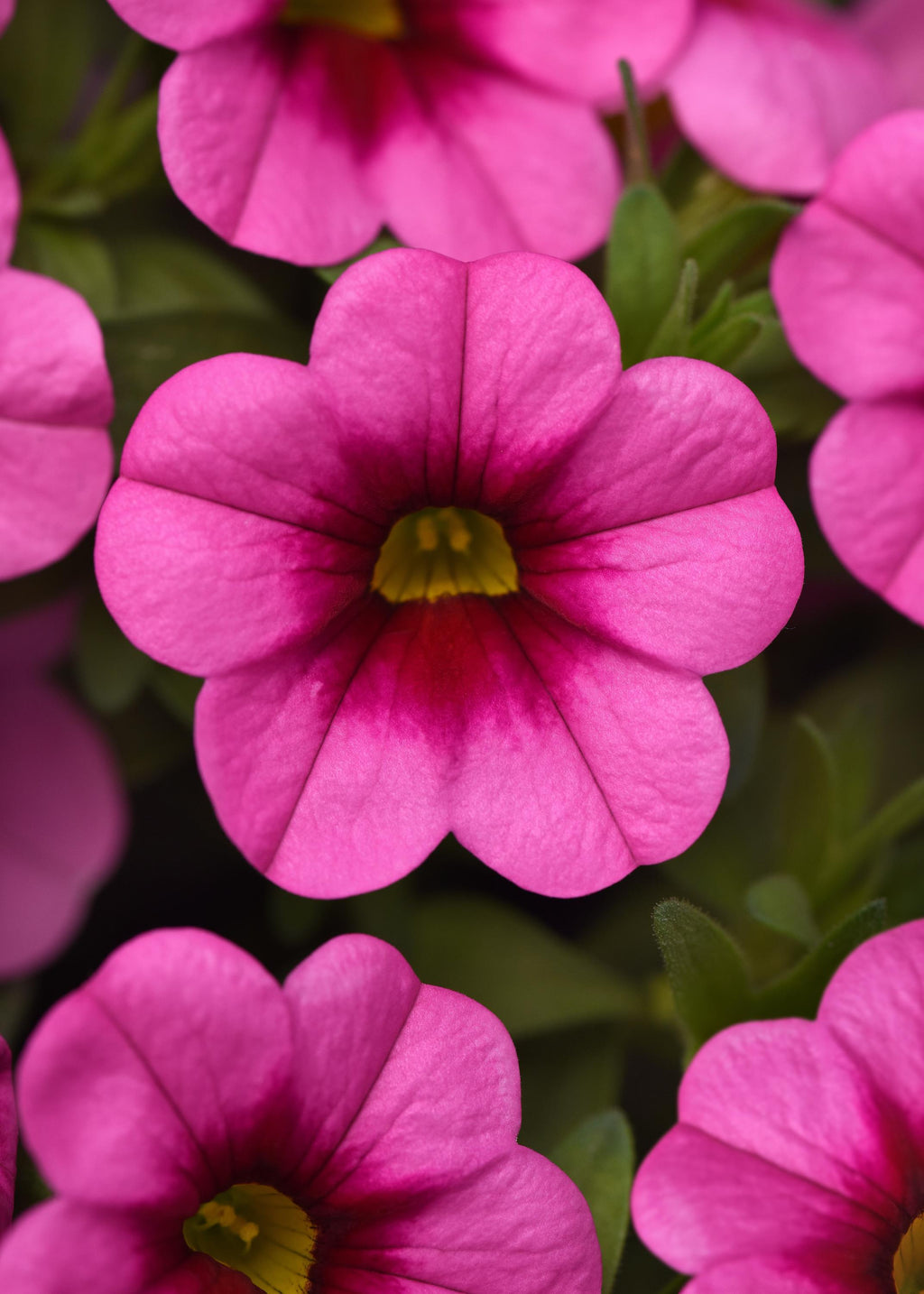 Calibrachoa, Conga Pink Kiss – Maple Park Farm