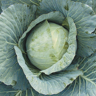 Cabbage (Garden transplants)