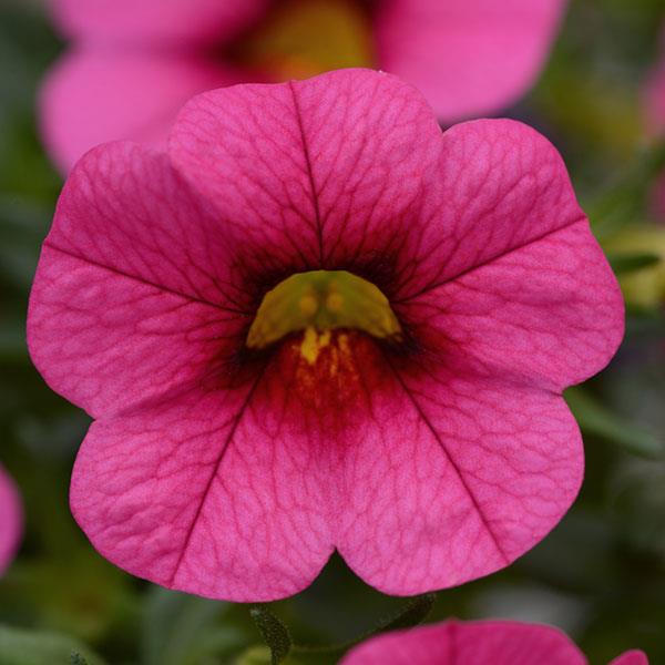 Calibrachoa, Conga Rose – Maple Park Farm
