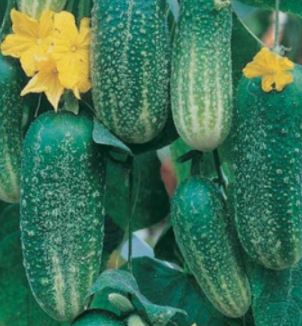 Cucumber (Garden transplants)