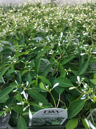 Euphorbia, Diamond Frost (Proven Winners)