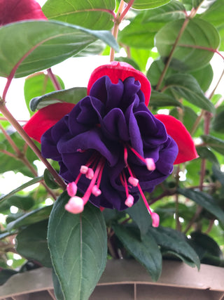 Fuchsia, Dark Eyes