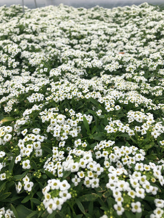 With its abundant clusters of delicate white flowers and sweet fragrance, this Alyssum variety is a charming addition to borders, containers, and flower beds, creating a picturesque scene of timeless beauty. Grown from seed at Maple Park Farm.
