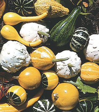 Gourds (Garden transplants)