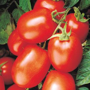 Tomato-Healthkick