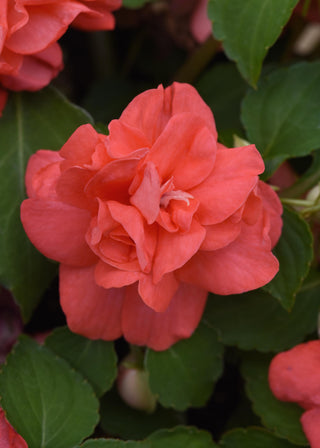 Impatiens, Double Glimmer Salmon